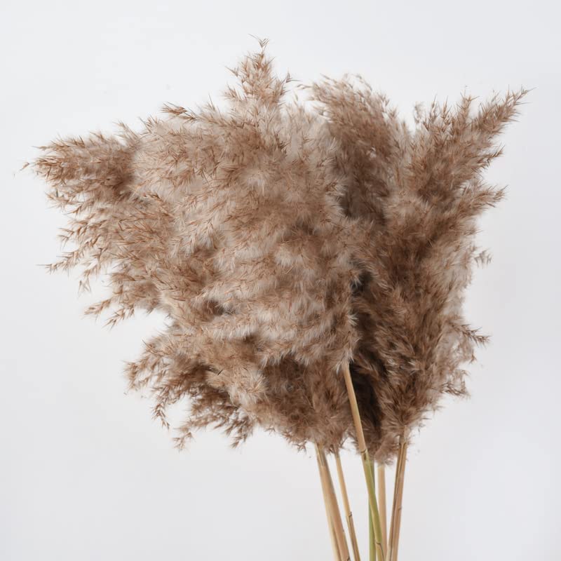 KOKSI Pampas Grass 20-Piece Natural Dried Flowers for Vase, Feather Bouquet for Home Decor Fluffy Plants, Large